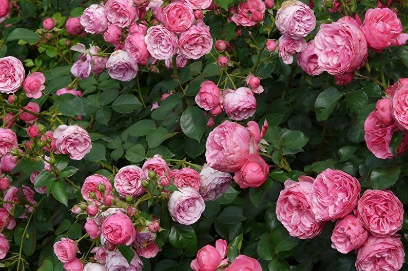 Rose Floribunda - zdjęcie