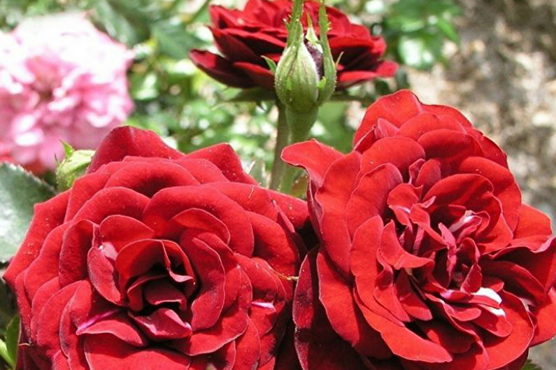 Rose Floribunda - kuva