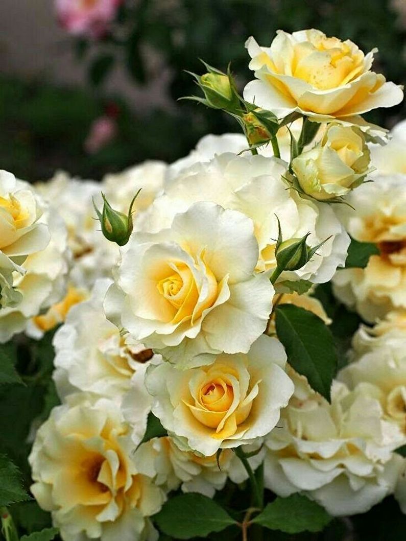 Rose Floribunda - kuva