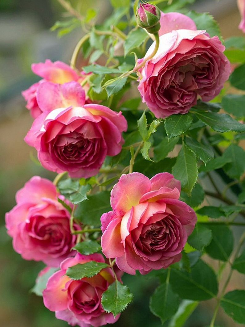 Rose Floribunda - foto