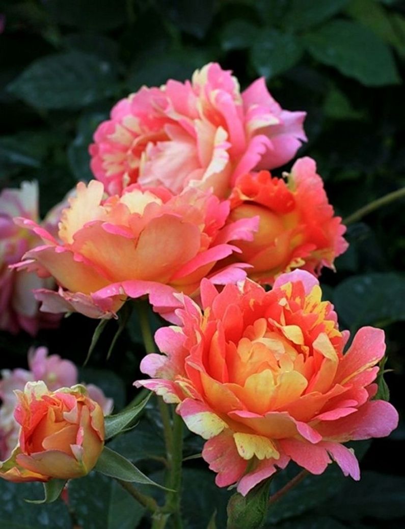 Rose Floribunda - kuva