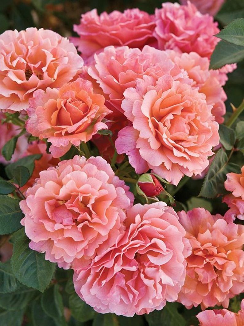 Rose Floribunda - zdjęcie