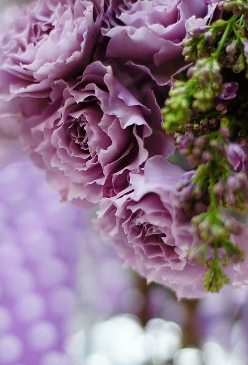 Rose Floribunda - fotografie