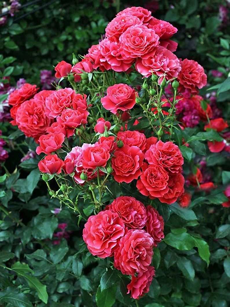 Rose Floribunda - φωτογραφία