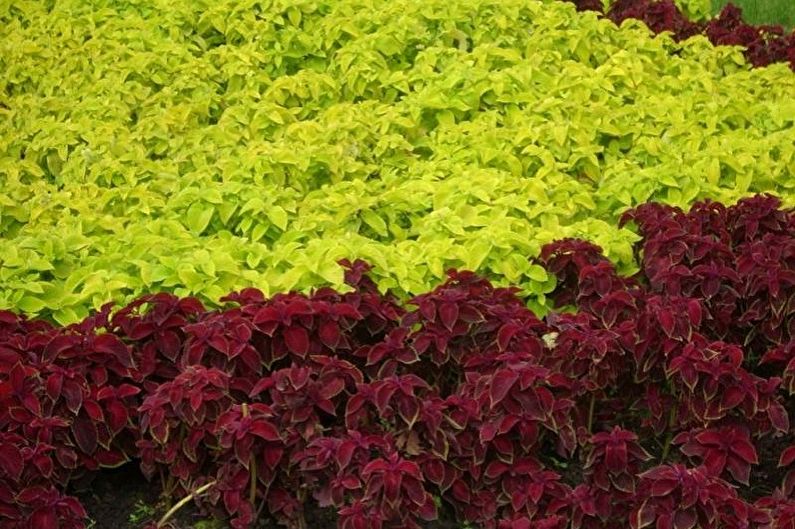 Coleus - Caractéristiques générales