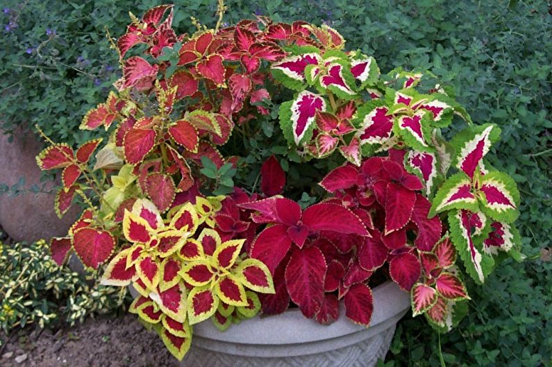 Coleus - คุณสมบัติทั่วไป