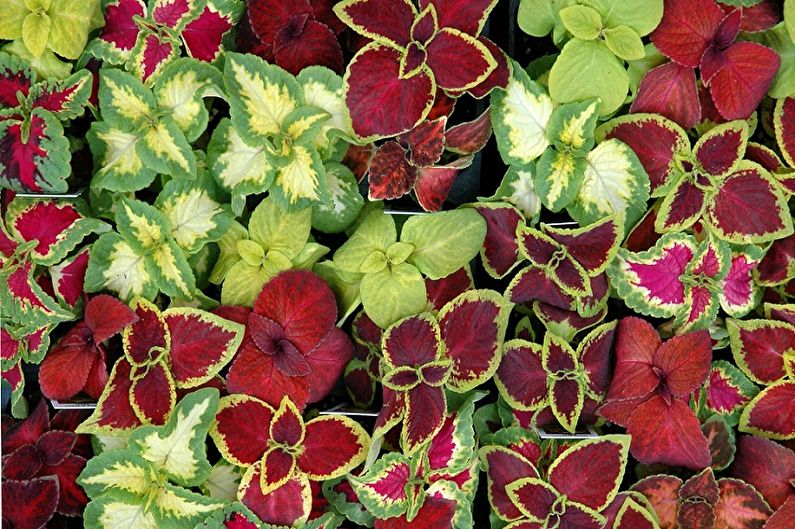 Coleus Blum