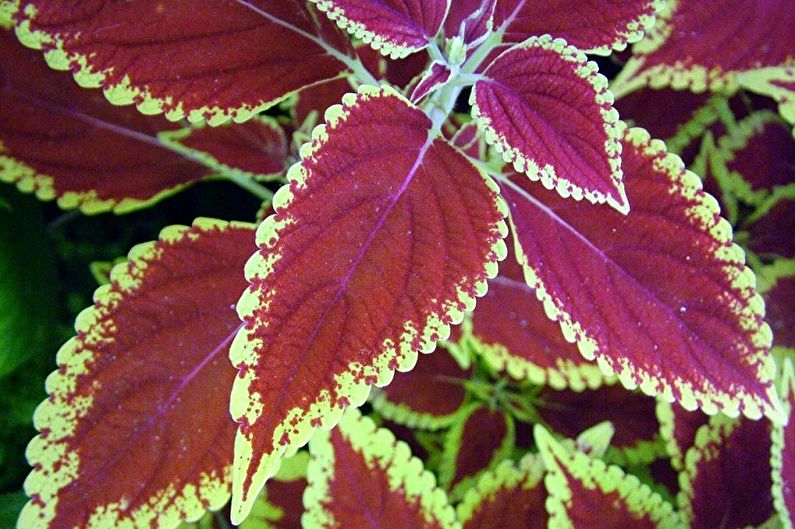 Coleus Renelt