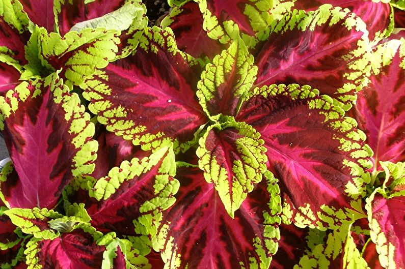 Coleus Kong