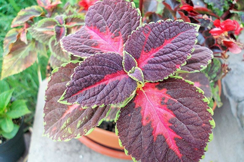 Coleus Saber