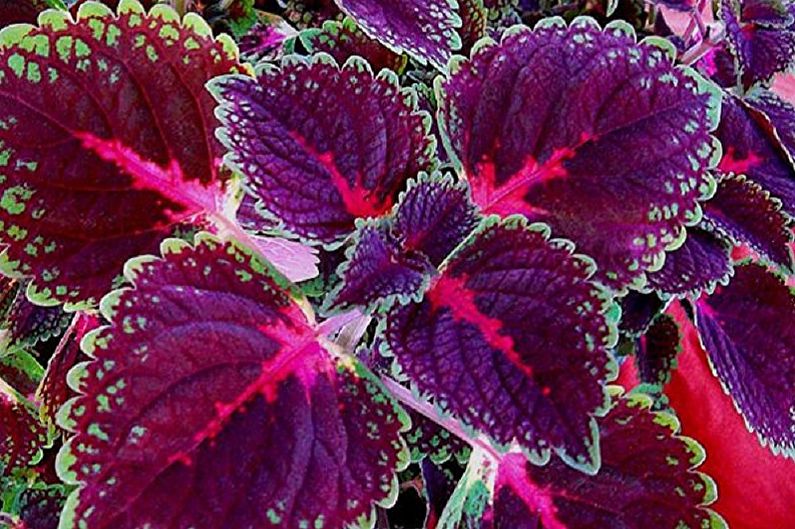 Coleus Pumila