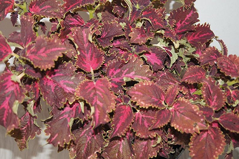 Diamant de Coleus