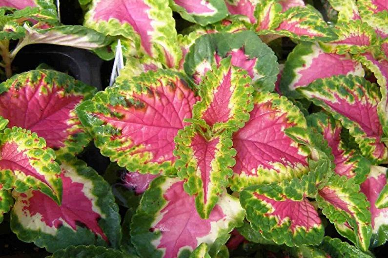 Руж на Coleus Rose