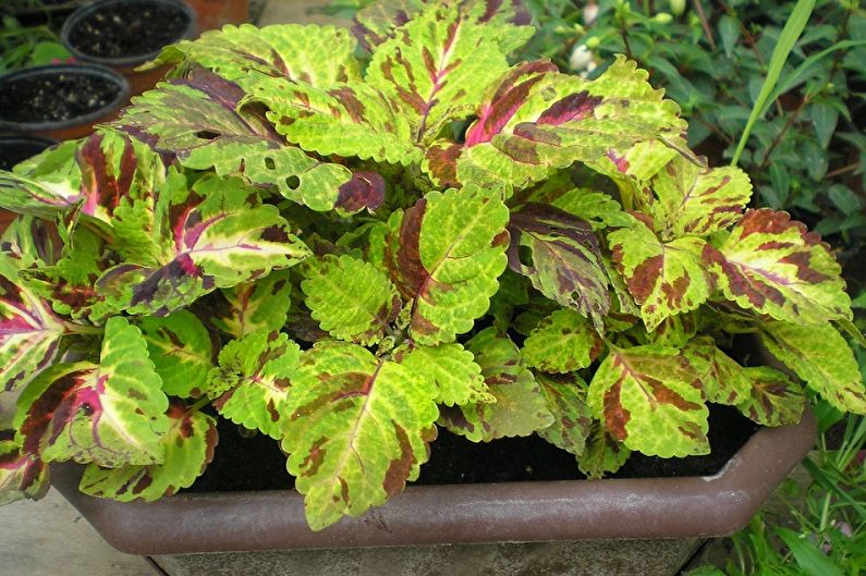 Mosaic de Coleus