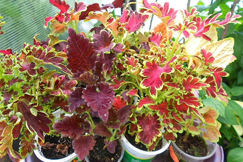 Rama-rama Coleus