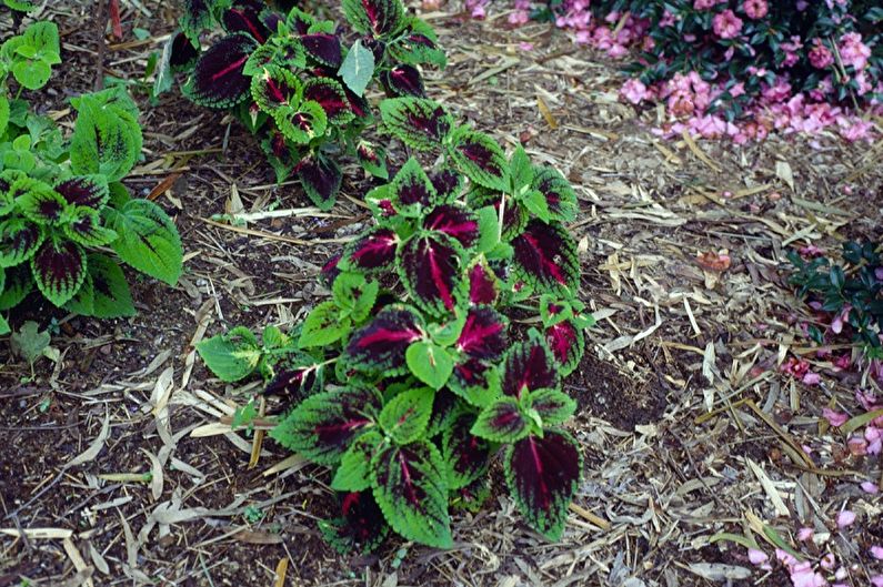 Coleus - Pflege