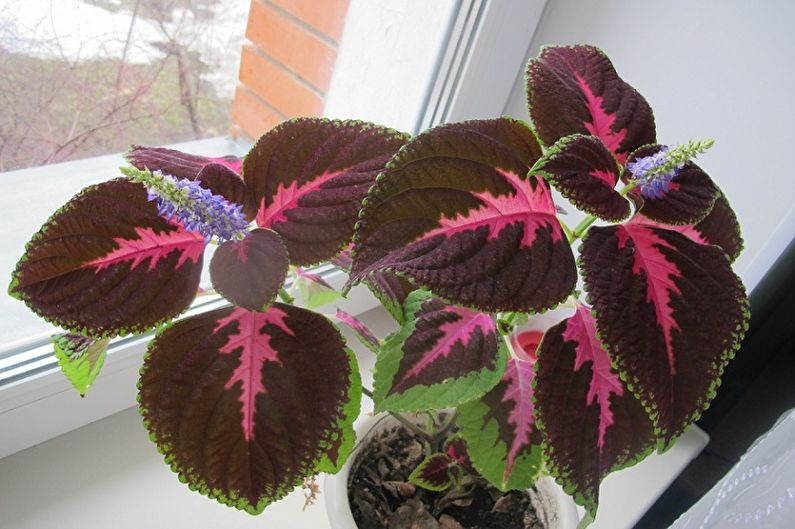 Coleus - Njega