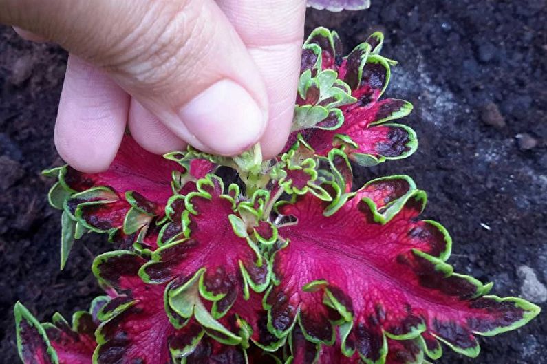 Coleus - การดูแล