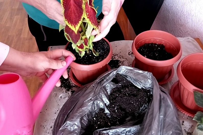 Coleus - transplantatie en reproductie