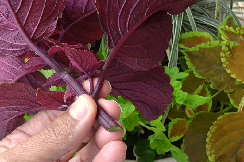 Coleus - Cấy ghép và sinh sản