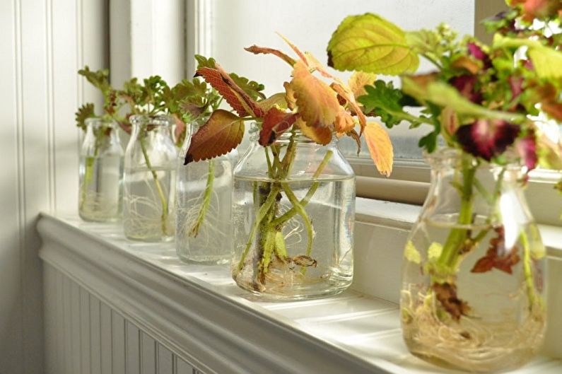 Coleus - Transplantation et reproduction