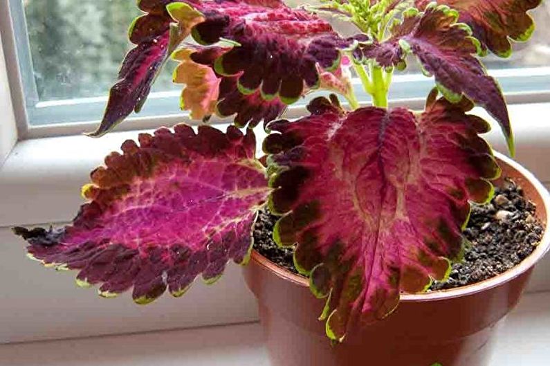 Coleus - Transplantation og reproduktion