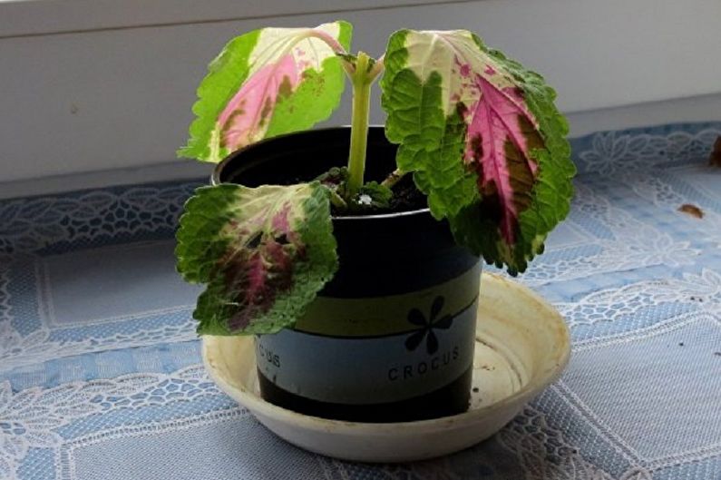 Coleus - Suzbijanje štetočina i bolesti