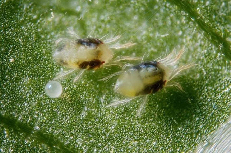 Coleus - Ongediertebestrijding en ziektebestrijding