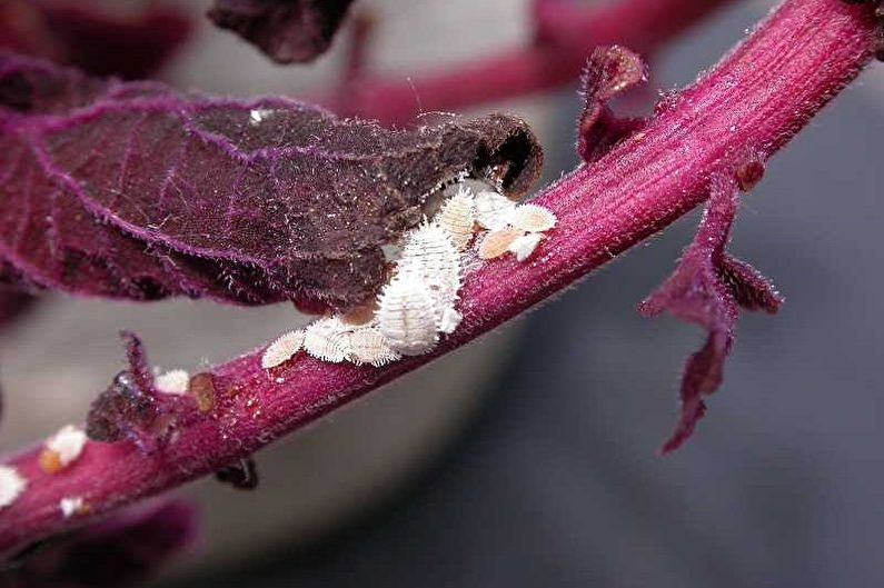 Coleus - การควบคุมศัตรูพืชและโรค