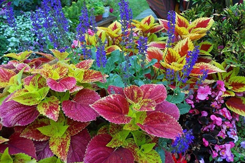 Coleus - ภาพถ่าย