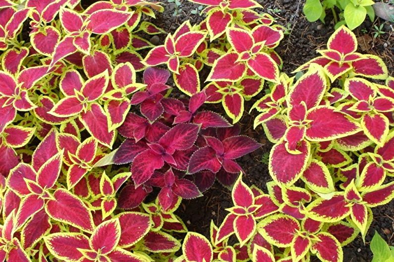 Coleus - fénykép