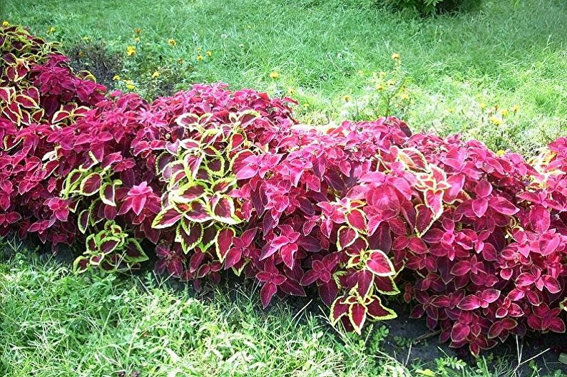 Coleus - fotoğraf