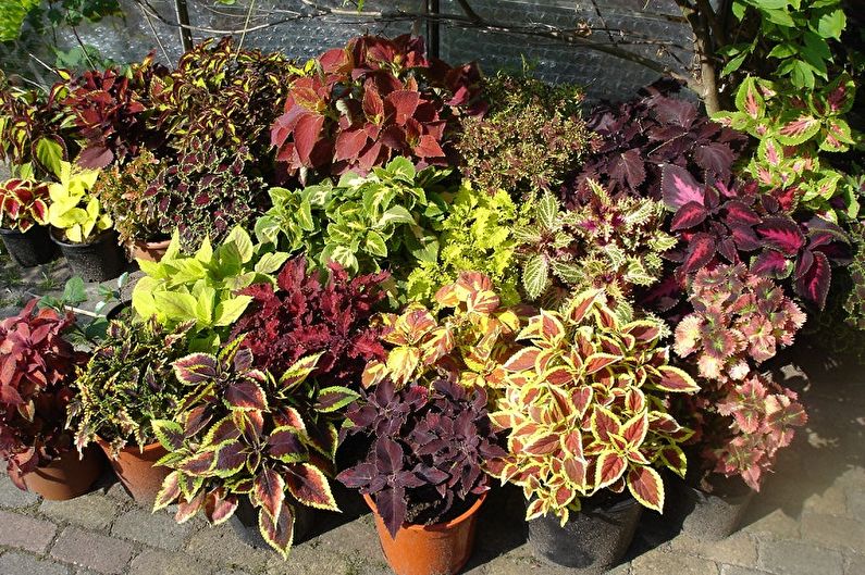 Coleus - foto