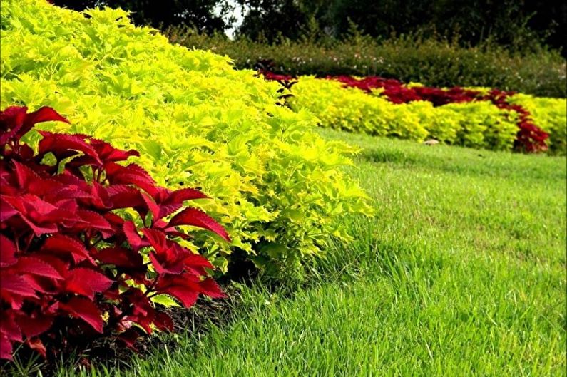 Coleus - photo