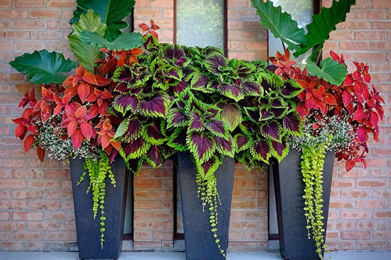 Coleus - ภาพถ่าย