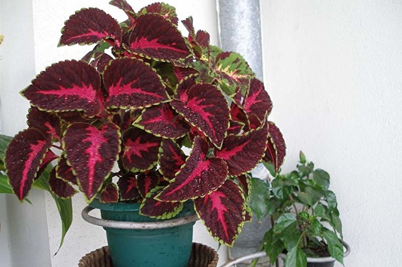 Coleus - fotoğraf