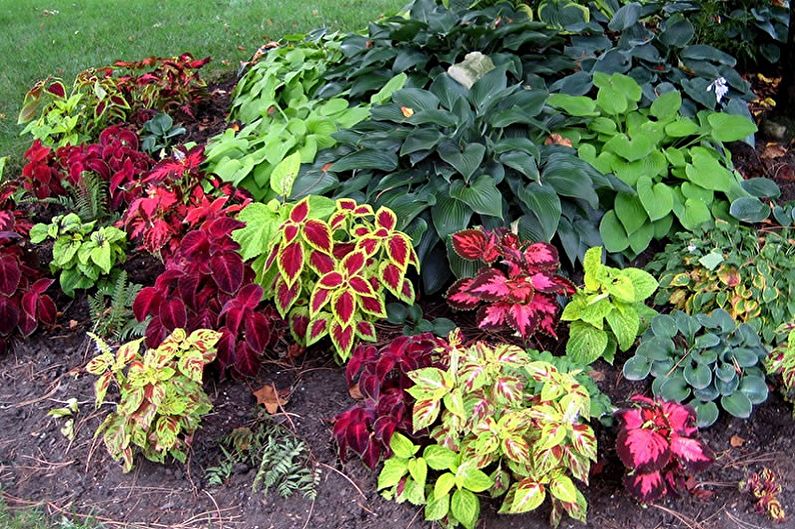 Coleus - larawan