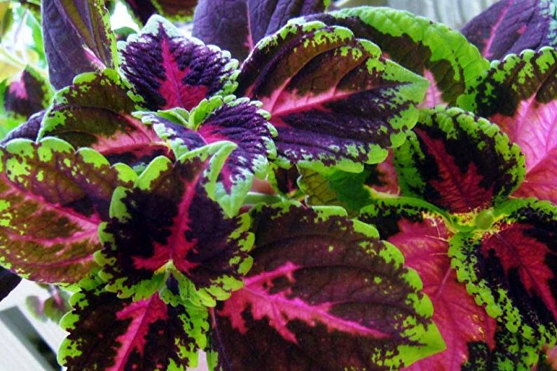 Coleus - ภาพถ่าย