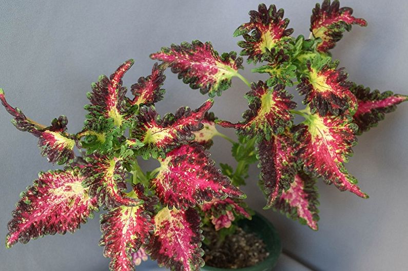 Coleus - fotografija