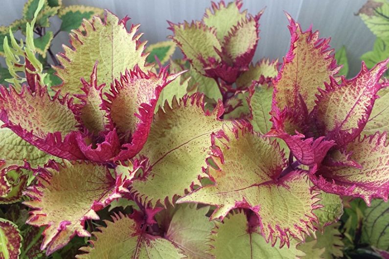 Coleus - fotoğraf