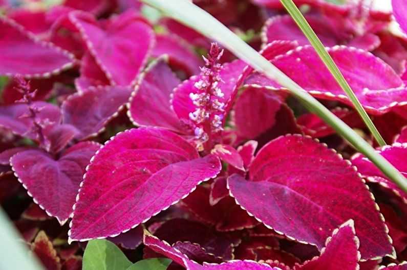 Coleus - ภาพถ่าย