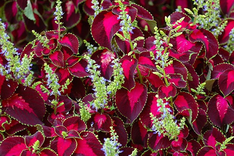 Coleus - fotografie