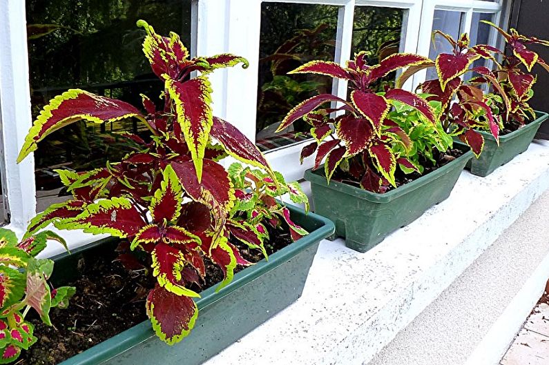 Coleus - fénykép