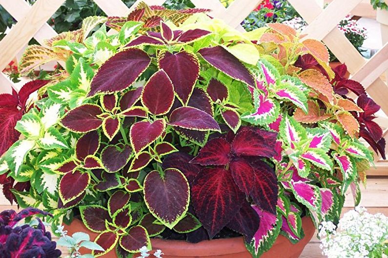 Coleus - fénykép