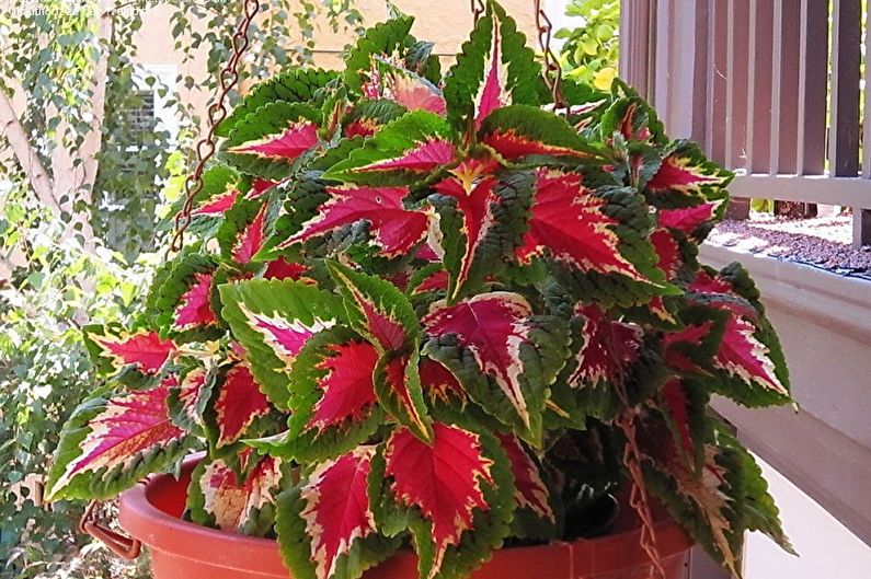 Coleus - larawan