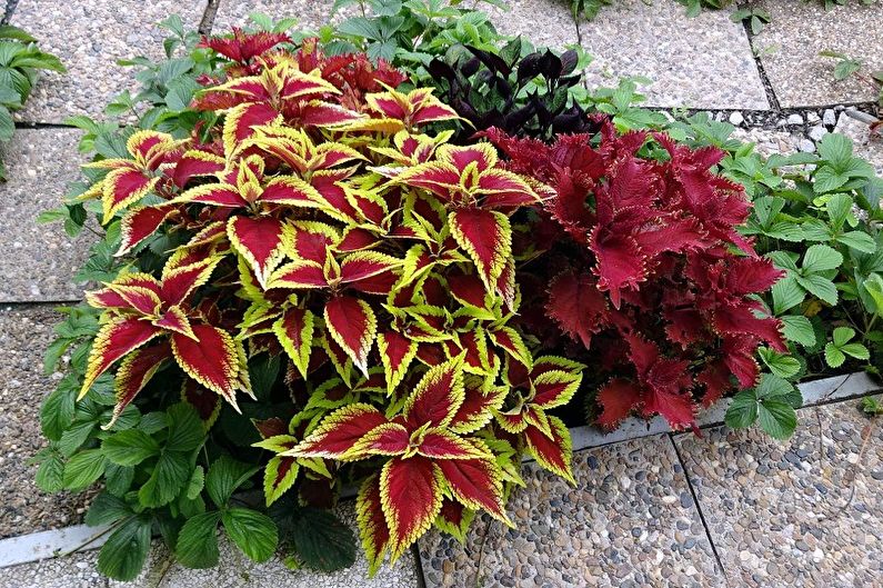 Coleus - fénykép