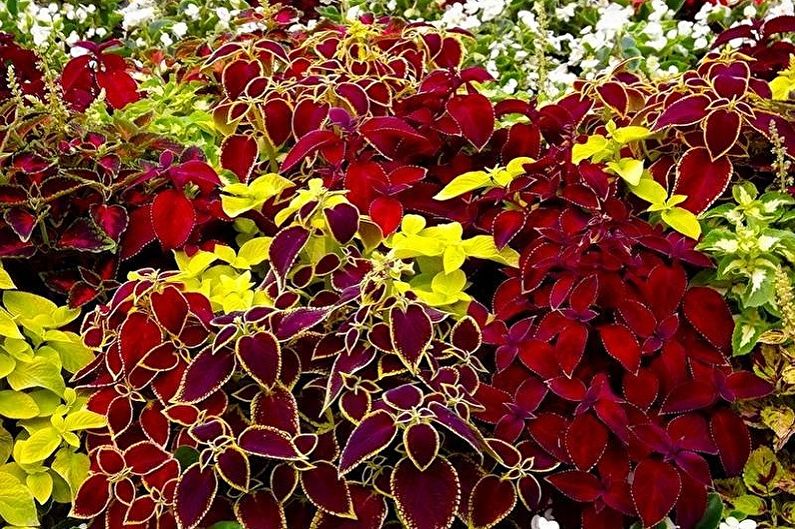 Coleus - fotoğraf