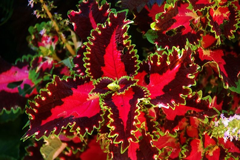 Coleus - ảnh