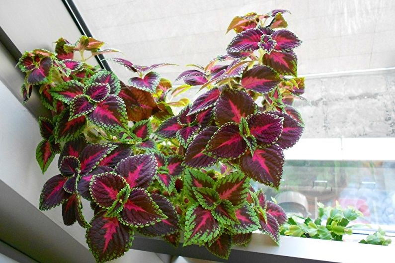 Coleus - photo