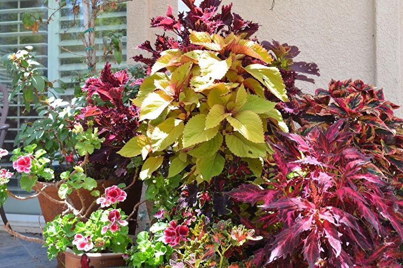 Coleus - photo